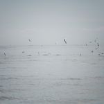 Shorebirds feasting on a school of baitfish